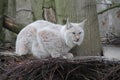 A eurasian lynx