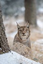Eurasian lynx between trees in winter time