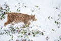 Eurasian Lynx walking quietly in snow Royalty Free Stock Photo