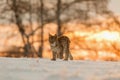 Eurasian Lynx walking in then morning time wild cat in the forest with snow colored sunrise