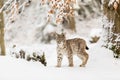 Eurasian Lynx walking in then morning time  wild cat in the forest with snow colored sunrise Royalty Free Stock Photo