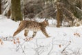 Eurasian Lynx walking in then morning time  wild cat in the forest with snow colored sunrise Royalty Free Stock Photo