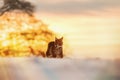 Eurasian Lynx walking in then morning time  wild cat in the forest with snow colored sunrise Royalty Free Stock Photo