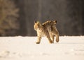 Eurasian Lynx walking in then morning time wild cat in the forest with snow colored sunrise