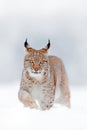 Eurasian Lynx walking, wild cat in the forest with snow. Wildlife scene from winter nature. Cute big cat in habitat, cold