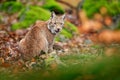 Eurasian lynx walking. Wild cat from Germany. Bobcat among the trees. Hunting carnivore in autumn grass. Lynx in green forest. Wi Royalty Free Stock Photo