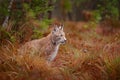 Eurasian lynx walking. Wild cat from Germany. Bobcat among the trees. Hunting carnivore in autumn grass. Lynx in green forest. Wil Royalty Free Stock Photo