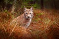 Eurasian lynx walking. Wild cat from Germany. Bobcat among the trees. Hunting carnivore in autumn grass. Lynx in green forest. Wil Royalty Free Stock Photo