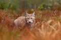 Eurasian lynx walking. Wild cat from Germany. Bobcat among the trees. Hunting carnivore in autumn grass. Lynx in green forest. Wil