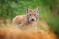 Eurasian lynx walking. Wild cat from Germany. Bobcat among the trees. Hunting carnivore in autumn grass. Lynx in green forest. Wil Royalty Free Stock Photo