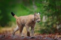 Eurasian lynx walking. Wild cat from Germany. Bobcat among the trees. Hunting carnivore in autumn grass. Lynx in green forest. Wil Royalty Free Stock Photo