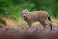 Eurasian lynx walking. Wild cat from Germany. Bobcat among the trees. Hunting carnivore in autumn grass. Lynx in green forest. Wil Royalty Free Stock Photo