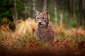 Eurasian lynx walking. Wild cat from Germany. Bobcat among the trees. Hunting carnivore in autumn grass. Lynx in green forest. Wil Royalty Free Stock Photo