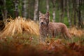 Eurasian lynx walking. Wild cat from Germany. Bobcat among the trees. Hunting carnivore in autumn grass. Lynx in green forest. Royalty Free Stock Photo