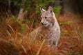 Eurasian lynx walking. Wild cat from Germany. Bobcat among the trees. Hunting carnivore in autumn grass. Lynx in green forest. Royalty Free Stock Photo