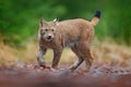 Eurasian lynx walking. Wild cat from Germany. Bobcat among the trees. Hunting carnivore in autumn grass. Lynx in green forest. Royalty Free Stock Photo