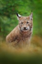 Eurasian lynx walking. Wild cat from Germany. Bobcat among the trees. Hunting carnivore in autumn grass. Lynx in green forest. Royalty Free Stock Photo