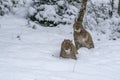 Eurasian Lynx walking, wild cat hunting in the forest with snow