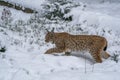 Eurasian Lynx walking, wild cat hunting in the forest with snow