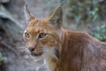 Eurasian lynx, a wild cat with black tufts of hair on ears, and a long grey-and-white ruff. Portrait