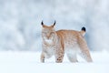 Eurasian Lynx, wild cat in the forest with snow. Wildlife scene from winter nature. Cute big cat in habitat, cold condition. Snowy