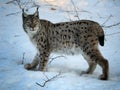 Eurasian Lynx in Winter Royalty Free Stock Photo