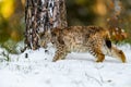 Eurasian lynx Lynx lynx in the winter forest in the snow. Big feline beast