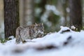 Eurasian lynx Lynx lynx in the winter forest in the snow, hunting. Big feline beast