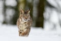 Eurasian lynx Lynx lynx in the winter forest in the snow, snowing. Big feline beast