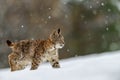 Eurasian lynx Lynx lynx in the winter forest in the snow, snowing. Big feline beast
