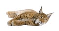 Eurasian Lynx, Lynx lynx, 5 years old Royalty Free Stock Photo