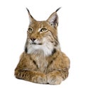 Eurasian Lynx, lynx lynx, 5 years old, sitting, studio shot Royalty Free Stock Photo