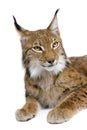 Eurasian Lynx, lynx lynx, 5 years old, sitting, studio shot