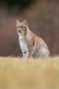 The Eurasian lynx Lynx lynx a young lynx on a meadow. Autumn scene with big european cat. Portrait of a relaxed animal. Royalty Free Stock Photo