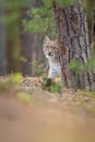 The Eurasian lynx Lynx lynx a young lynx under a tre. Autumn scene with big european cat. Portrait of a relaxed animal.
