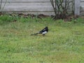 Eurasian magpie bird animal
