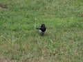 Eurasian magpie bird animal