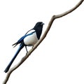 Eurasian magpie bird