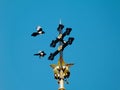 Eurasian magpie birds landing at the church cross