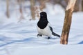 Eurasian magpie busily walks through the snow in search of food.