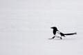 The Eurasian magpie or common magpie Pica pica walking in snow, black and white in the white surroundings