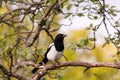 Eurasian magpie, European magpie, or common magpie (Pica pica) Royalty Free Stock Photo