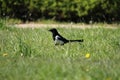 Eurasian magpie in a field of green grass