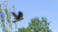 A eurasian magpie, flies against the sky, also known as common magpie. Pica pica Royalty Free Stock Photo