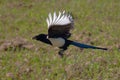 Eurasian magpie during flight Royalty Free Stock Photo