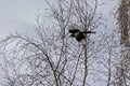 Eurasian Magpie Flying Along Bare Tree Branches
