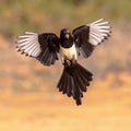 Eurasian Magpie Flying on Bright Background Royalty Free Stock Photo