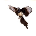 Eurasian Magpie Flying on Bright Background Royalty Free Stock Photo