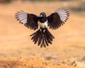 Eurasian Magpie Flying on Bright Background Royalty Free Stock Photo