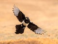 Eurasian Magpie Flying on Bright Background Royalty Free Stock Photo